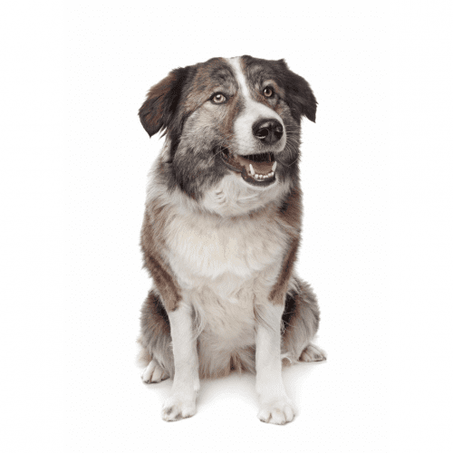 The Aidi Dog Breed – Dog Breeds